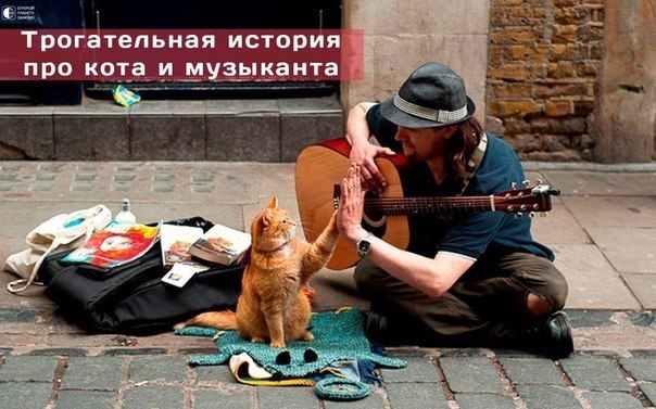Кот помогает музыканту...