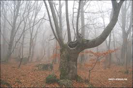 Мой верный друг