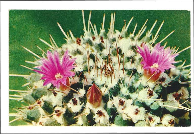 Mammillaria magnimamma
