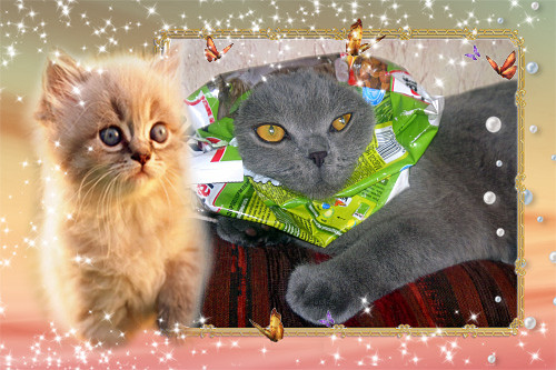 Босик подготовился к новогоднему маскараду