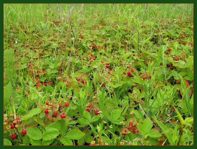земляника лесная полянка. земляника лесная. ракша земляничная поляна. земляника лесная. ягодная поляна.