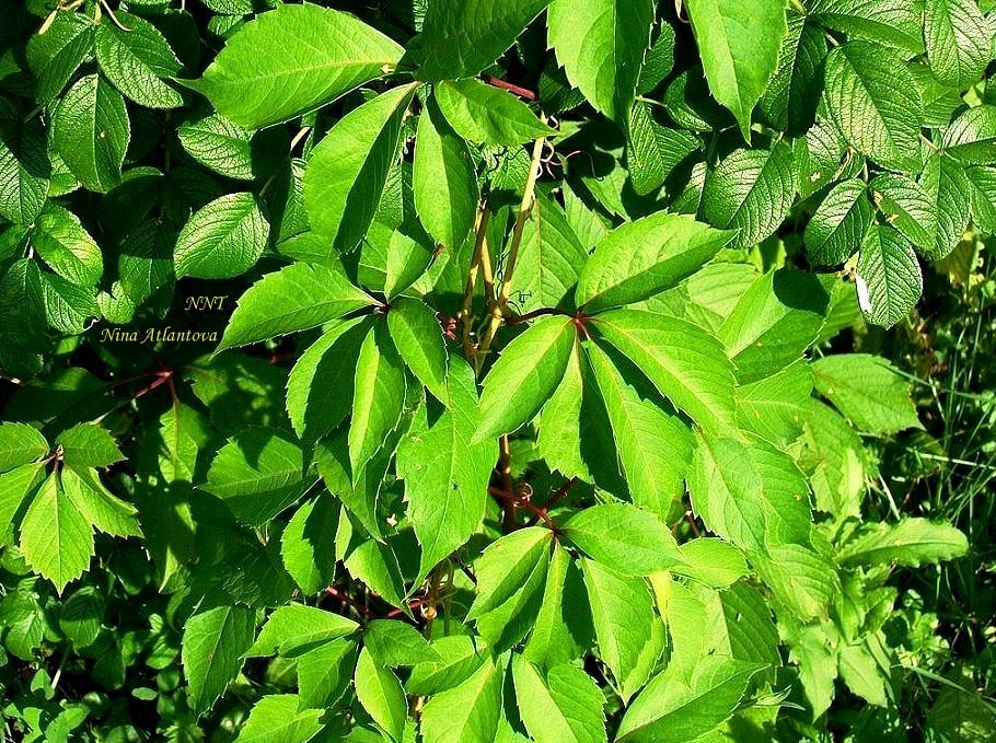 Короткий романс