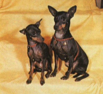 Две собачонки