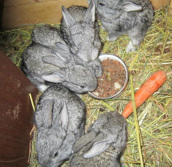 Каждый день всё каша, каша...