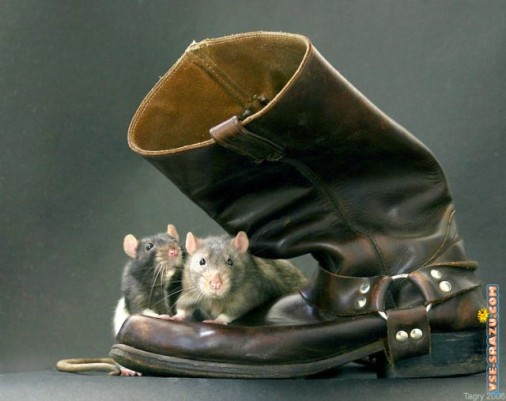 Минутные зарисовки Сплетники