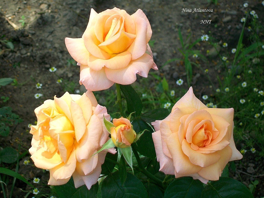 Розочки в тени