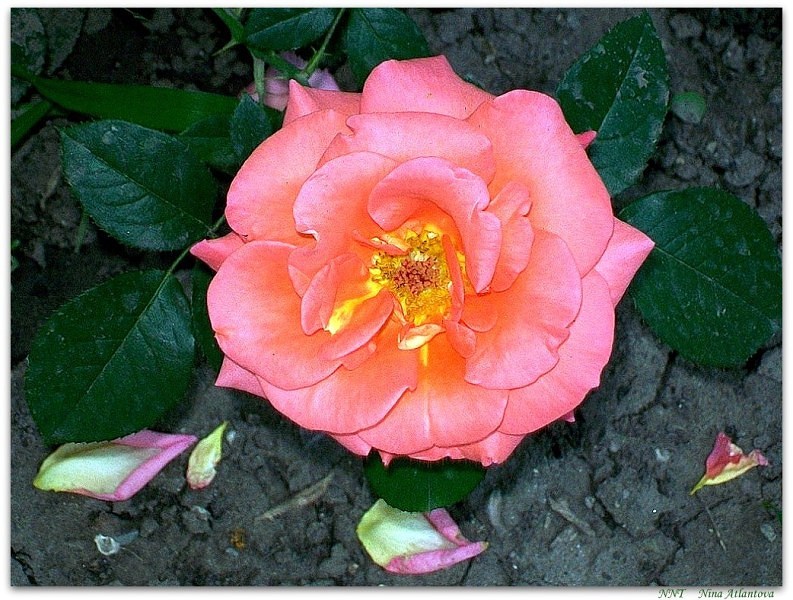 Свобода от любви