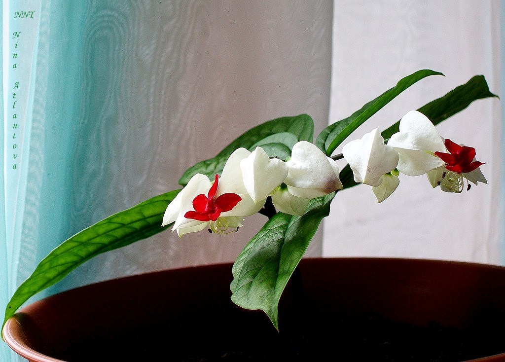 Ищу в толпе