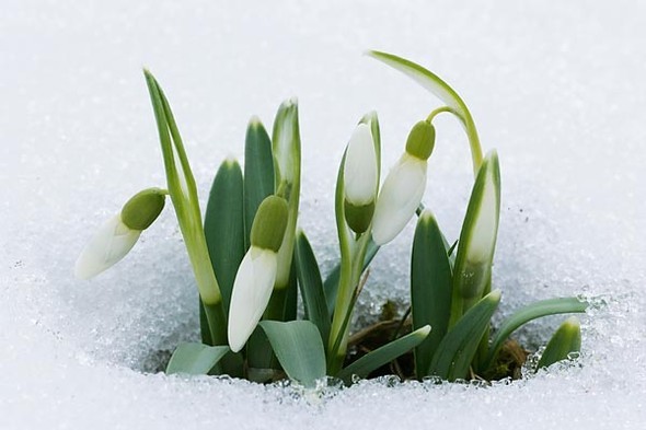 Первый час весны