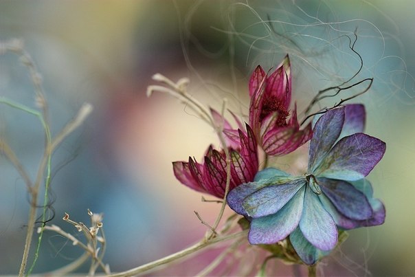 Природа поэзии