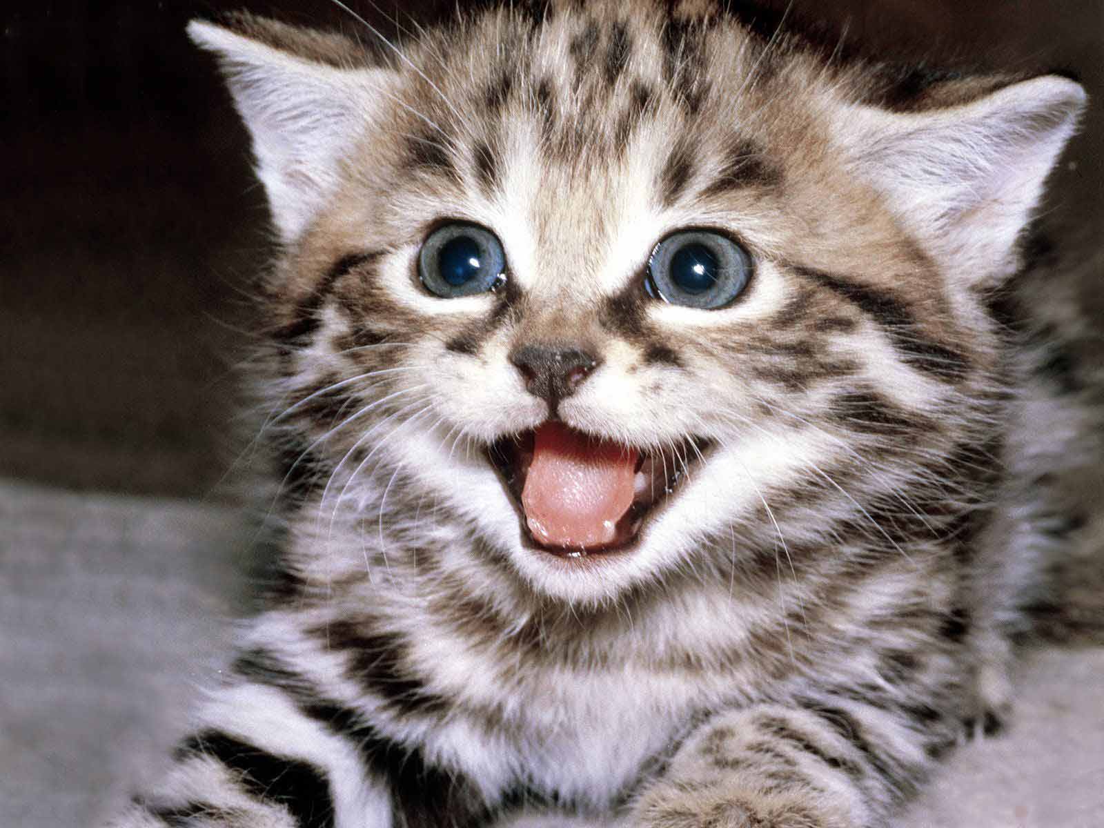 Кошки мышки