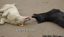 Зло и добро