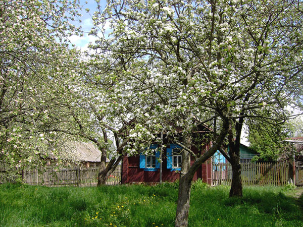 Абрикоса