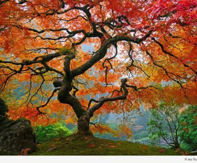 Постучи по дереву!