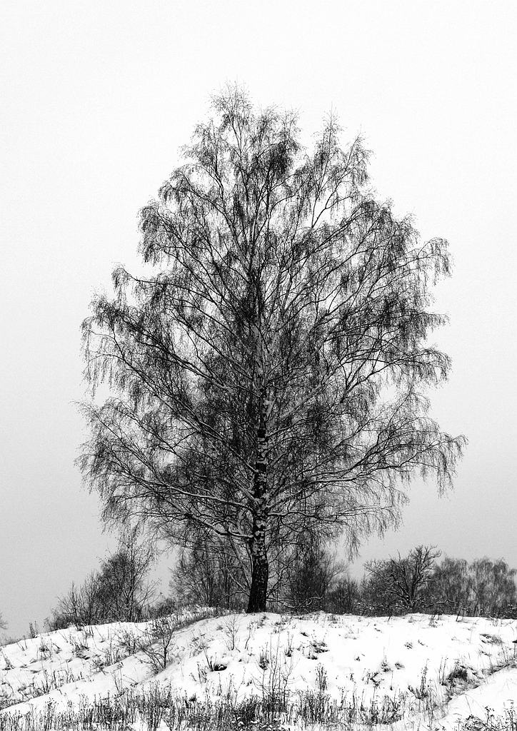 Не плачь, русская берёза!