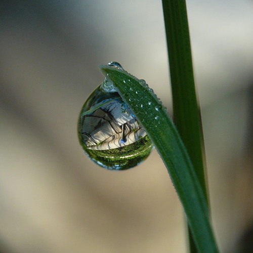 Капля. 21. 07. 2011 г