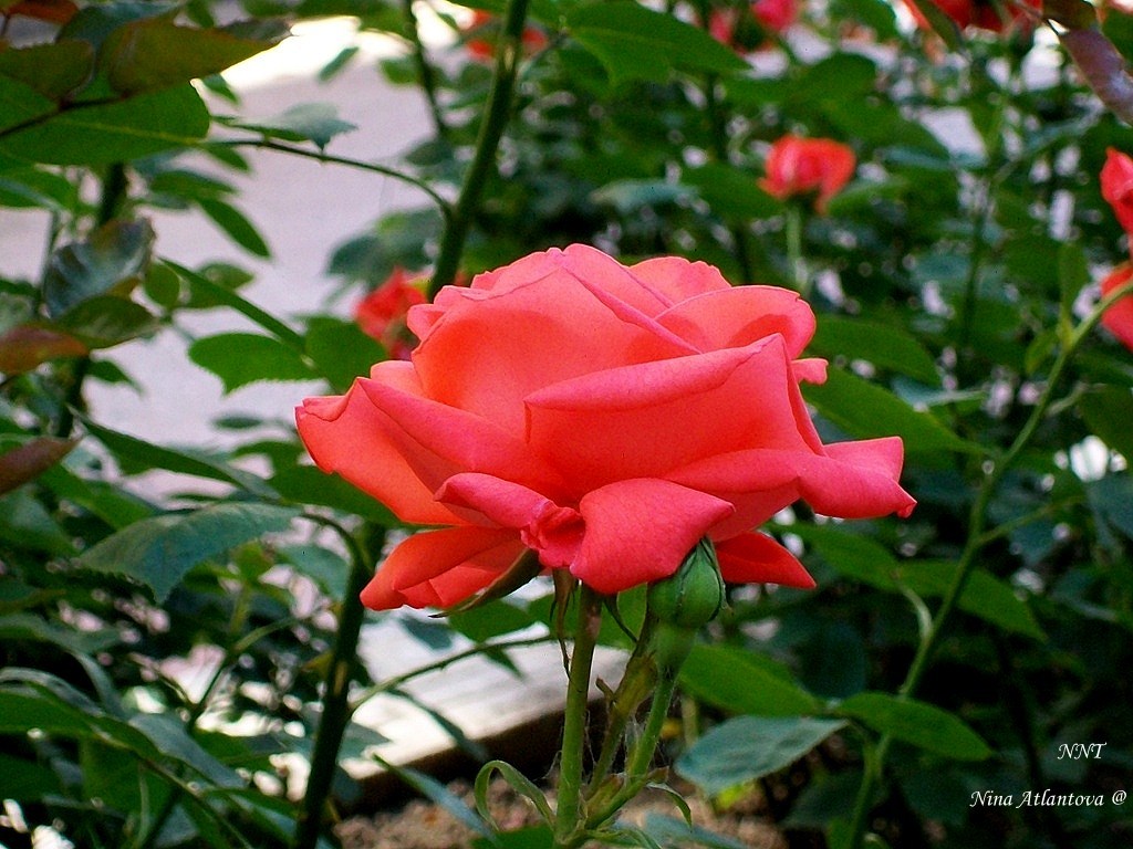 И так понятно