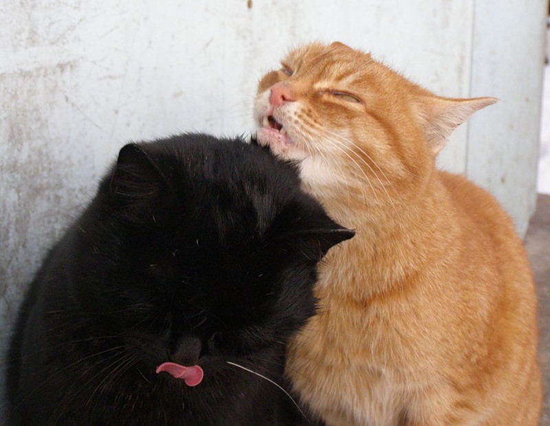 Друг кисы. Рыжий и черный кот. Рыжий и черный котик. Рыжий и черный коты обнимаются. Котята обнимаются.