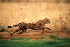 на полкорпуса вперёд