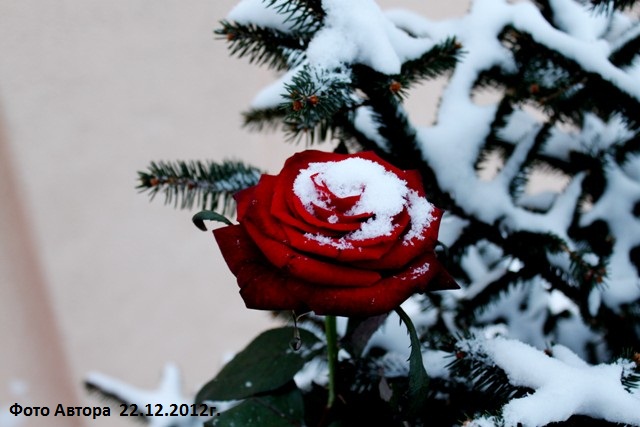 Роза в снегу