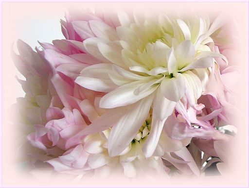 Венок сонетов, как букет цветов...