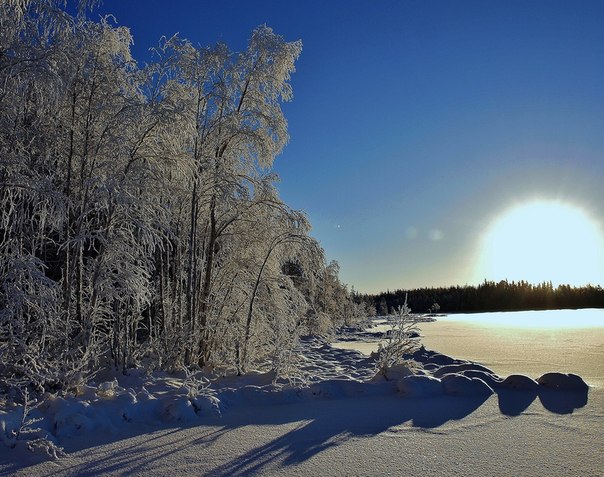 Лес в тонких кружевах ветвей