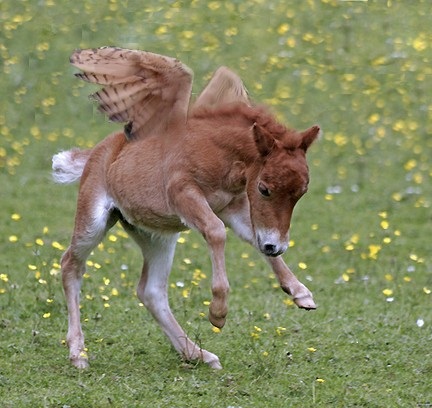 ох, как я бы бегал в табуне