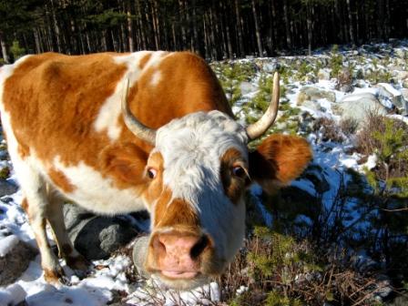 Почему кричу я МУ?