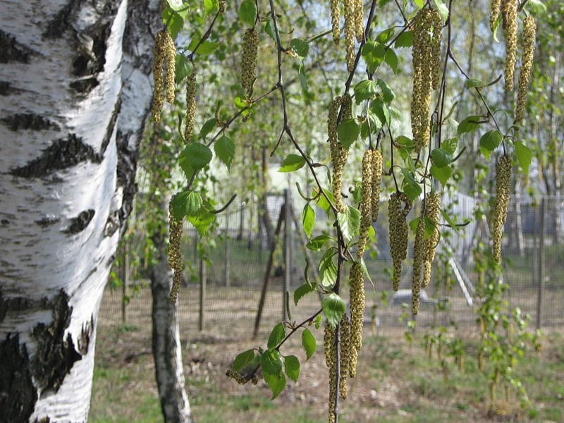 Весна