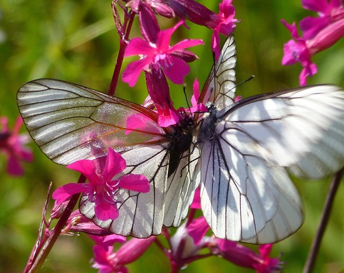 Ночное бдение