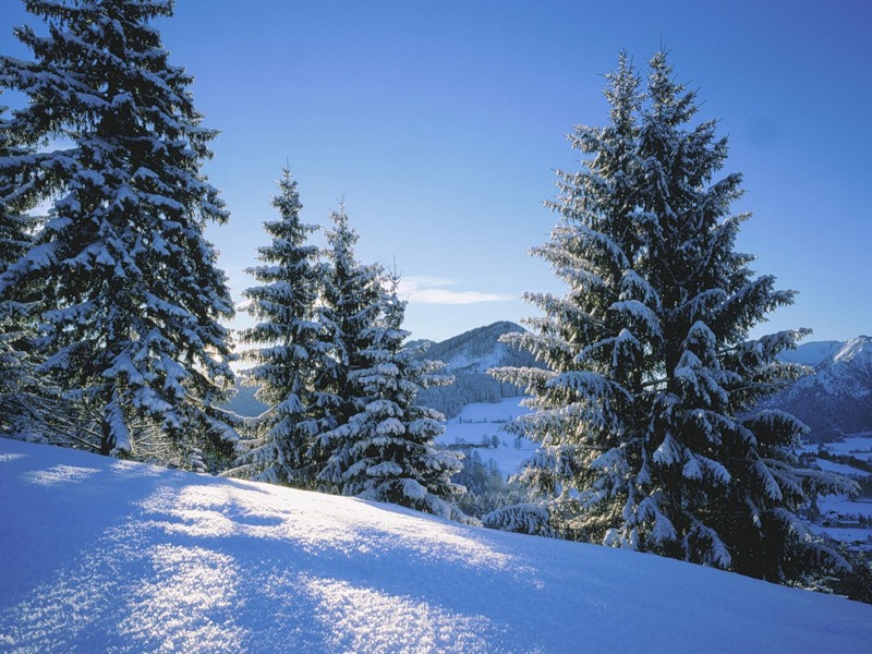 Молодожёны