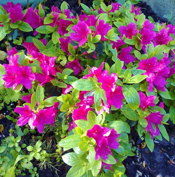 Не дари. Песня