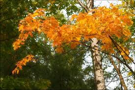 Хороши твои серёжки