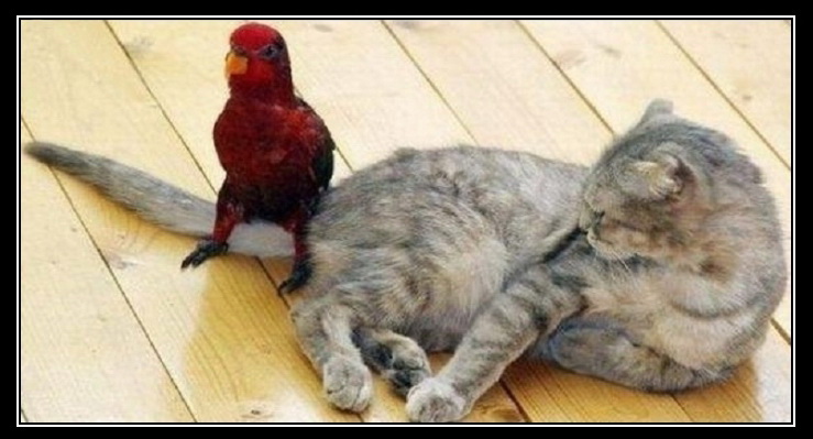 Кот. Попугай. Недолгое счастье