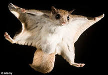 Летяга-любяга