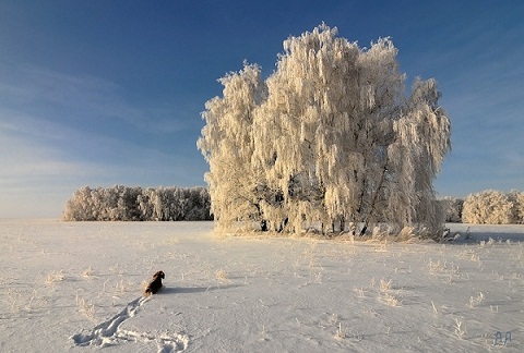 Четвероногому другу. Лидия Борисова