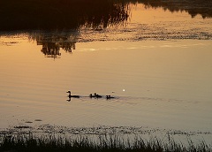Широко разливается речка