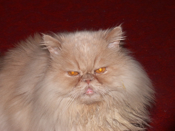 Все Коты Попадают в Рай...