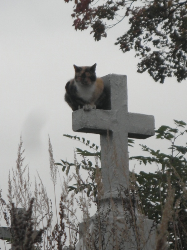Доблестная баллада для незнакомца-мицы