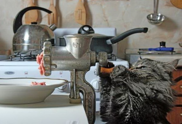 Кот. Страшная месть