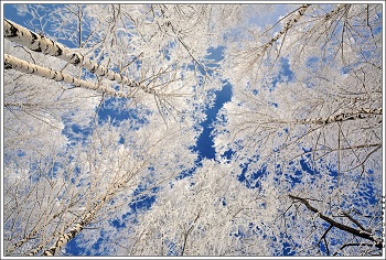 В зимнем убранстве