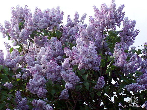 Проснись душа