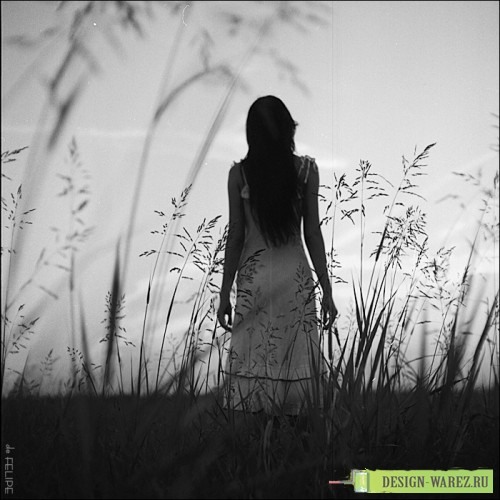 Васильковые росы