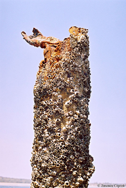 Особые приметы