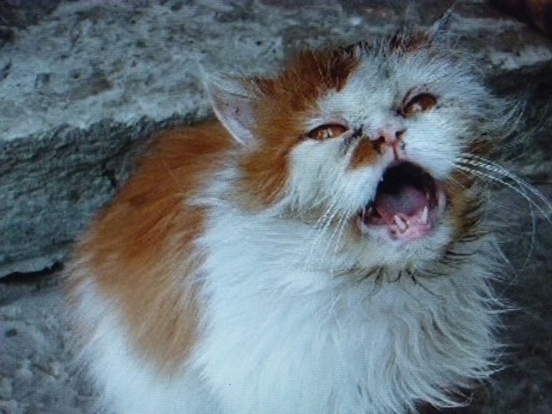 Заноза. 07. 07. 2011