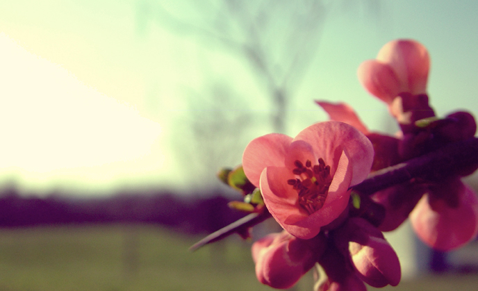 Живи цвети любимый. Весенние цитаты. Высказывания о весне. Цитаты про весну.