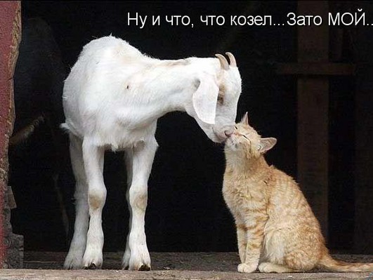 Любовь зла, полюбишь и козла!