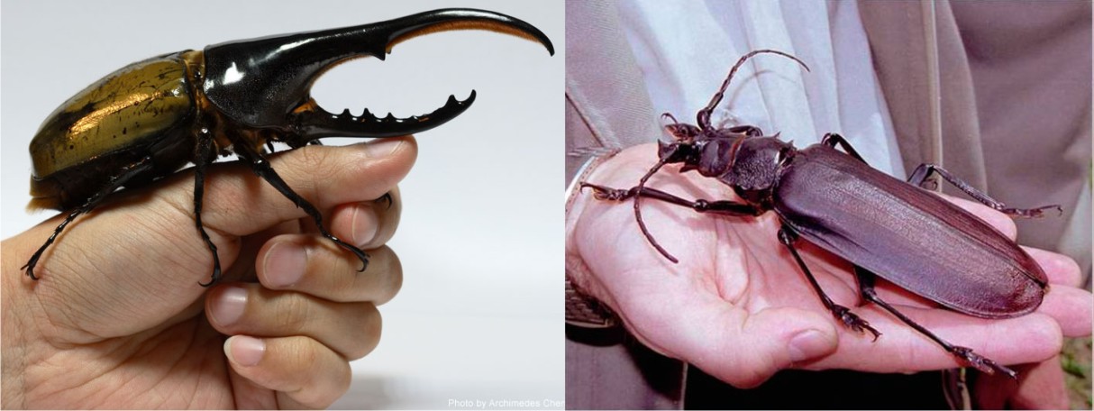 Какой жук самый большой?