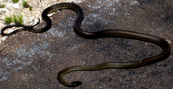 Какая ядовитая змея самая быстрая?