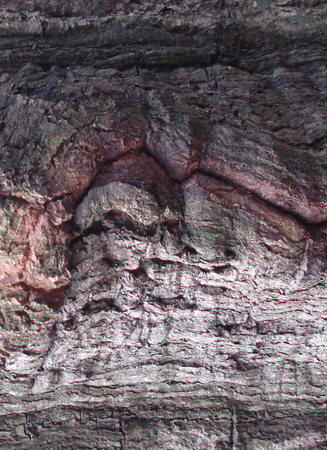 19 Фантазии леса